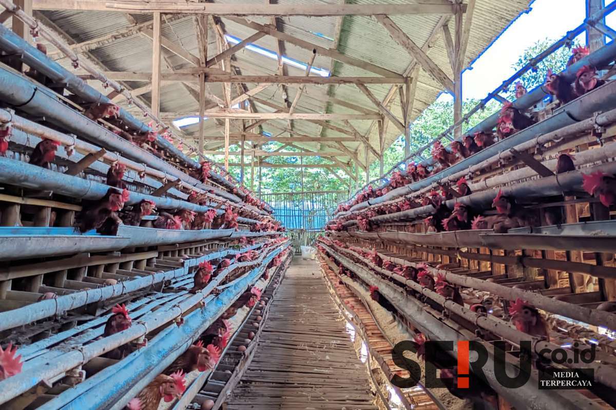 Salah satu peternak ayam petelur di Kelurahan Wonokoyo, Kota Malang, siap panen setiap hari. (ws13) - Wali Kota Malang Temukan Harga Telur Peternak Menurun, Namun Pasaran Masih Tinggi