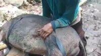 Babi hutan liar yang dibunuh warga usai serang Pasutri di Jember. (ist) - Babi Hutan Liar di Jember Seruduk dan Gigit Pasutri yang Sedang Mandi di Mata Air
