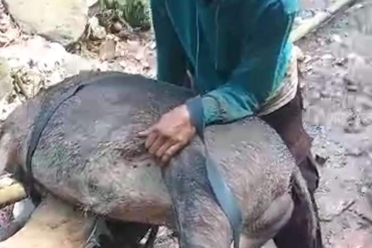 Babi hutan liar yang dibunuh warga usai serang Pasutri di Jember. (ist) - Babi Hutan Liar di Jember Seruduk dan Gigit Pasutri yang Sedang Mandi di Mata Air
