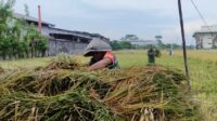 Babinsa Arjowinangun Dampingi Petani Saat Panen, Sinergi TNI-Rakyat Hasilkan Gabah Berkualitas
