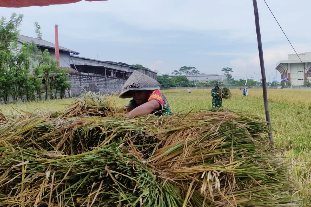 Babinsa Arjowinangun Dampingi Petani Saat Panen, Sinergi TNI-Rakyat Hasilkan Gabah Berkualitas