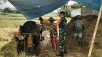 Babinsa Bakalankrajan dampingi penyerapan gabah Poktan Mukti. (ist) - Babinsa Bakalankrajan Dampingi Penyerapan Gabah Poktan Mukti