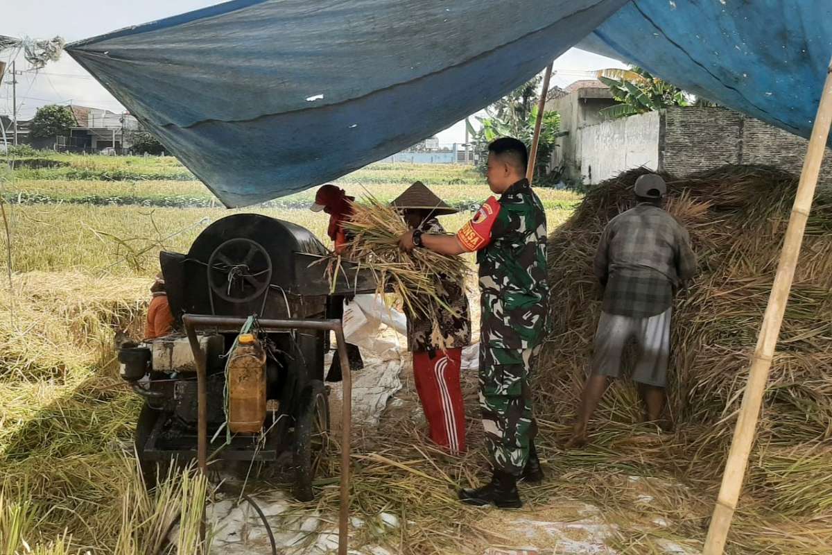 Babinsa Bakalankrajan dampingi penyerapan gabah Poktan Mukti. (ist) - Babinsa Bakalankrajan Dampingi Penyerapan Gabah Poktan Mukti