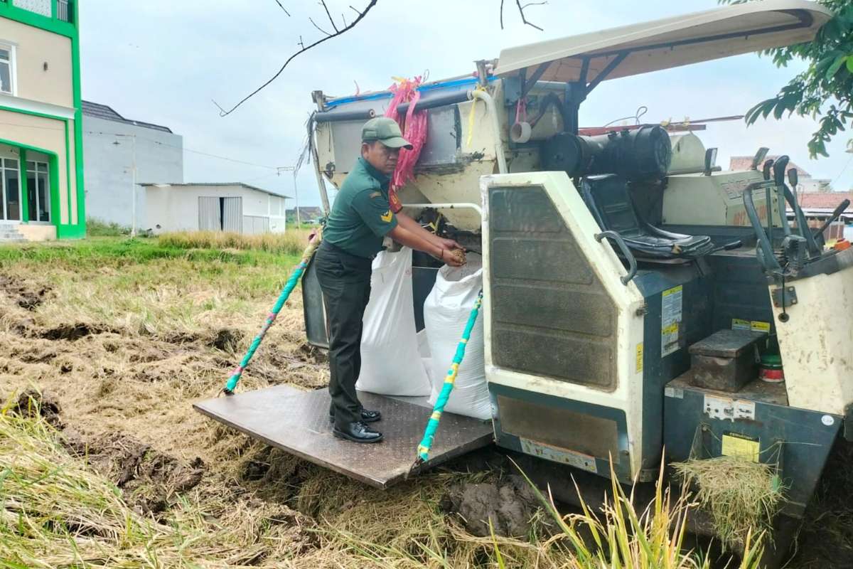 Babinsa Bakalankrajan dampingi petani dukung ketahanan pangan dan tingkatkan kualitas gabah. (ist) - Babinsa Bakalankrajan Dampingi Petani Dukung Ketahanan Pangan dan Tingkatkan Kualitas Gabah