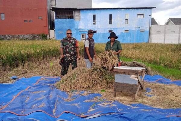 Babinsa Bandungrejosari Edukasi Serapan Gabah Berkualitas kepada Poktan Rukun Gawe Santosa