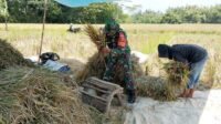 Babinsa Blimbing Dampingi Petani Balearjosari Panen Padi