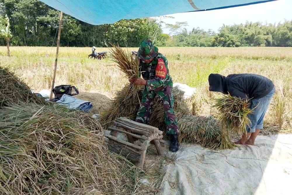 Babinsa Blimbing Dampingi Petani Balearjosari Panen Padi
