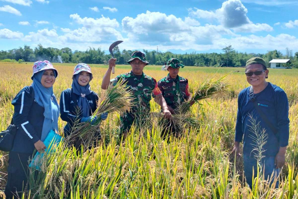 Babinsa Blimbing monitoring panen padi bersama PPL Kelurahan Arjosari. (ist) - Babinsa Blimbing Monitoring Panen Padi Bersama PPL Kelurahan Arjosari