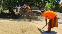 Babinsa Bumiayu Dampingi Petani Pasca Panen, Jaga Kualitas Serapan Gabah