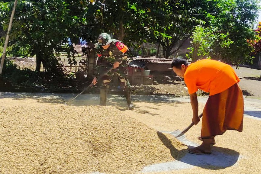 Babinsa Bumiayu Dampingi Petani Pasca Panen, Jaga Kualitas Serapan Gabah