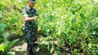 Babinsa Buring Dampingi Petani Cabai Mewujudkan Ketahanan Pangan