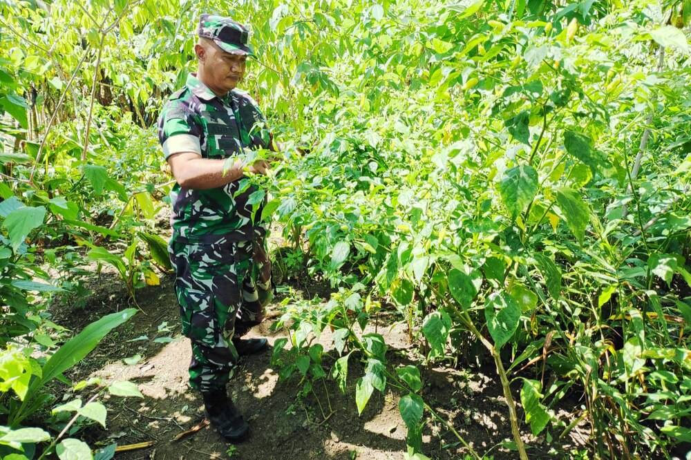 Babinsa Buring Dampingi Petani Cabai Mewujudkan Ketahanan Pangan