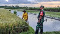 Babinsa Buring Komsos Sosialisasi Program Serapan Gabah