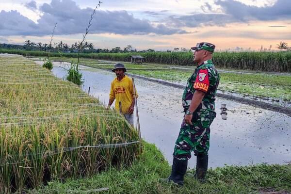 Babinsa Buring Komsos Sosialisasi Program Serapan Gabah