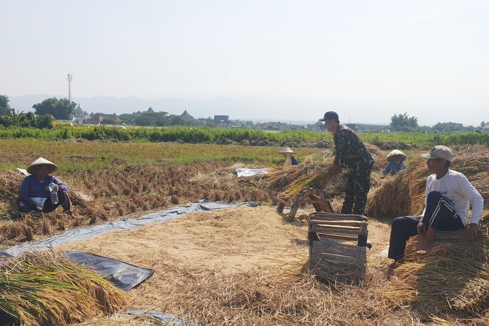Babinsa Jatimulyo Dampingi Petani Panen Gabah Berkualitas
