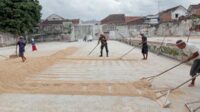 Babinsa Kedungkandang dampingi petani Buring pengeringan gabah hasil pertanian. (ist) - Babinsa Kedungkandang Dampingi Petani Buring Pengeringan Gabah Hasil Pertanian