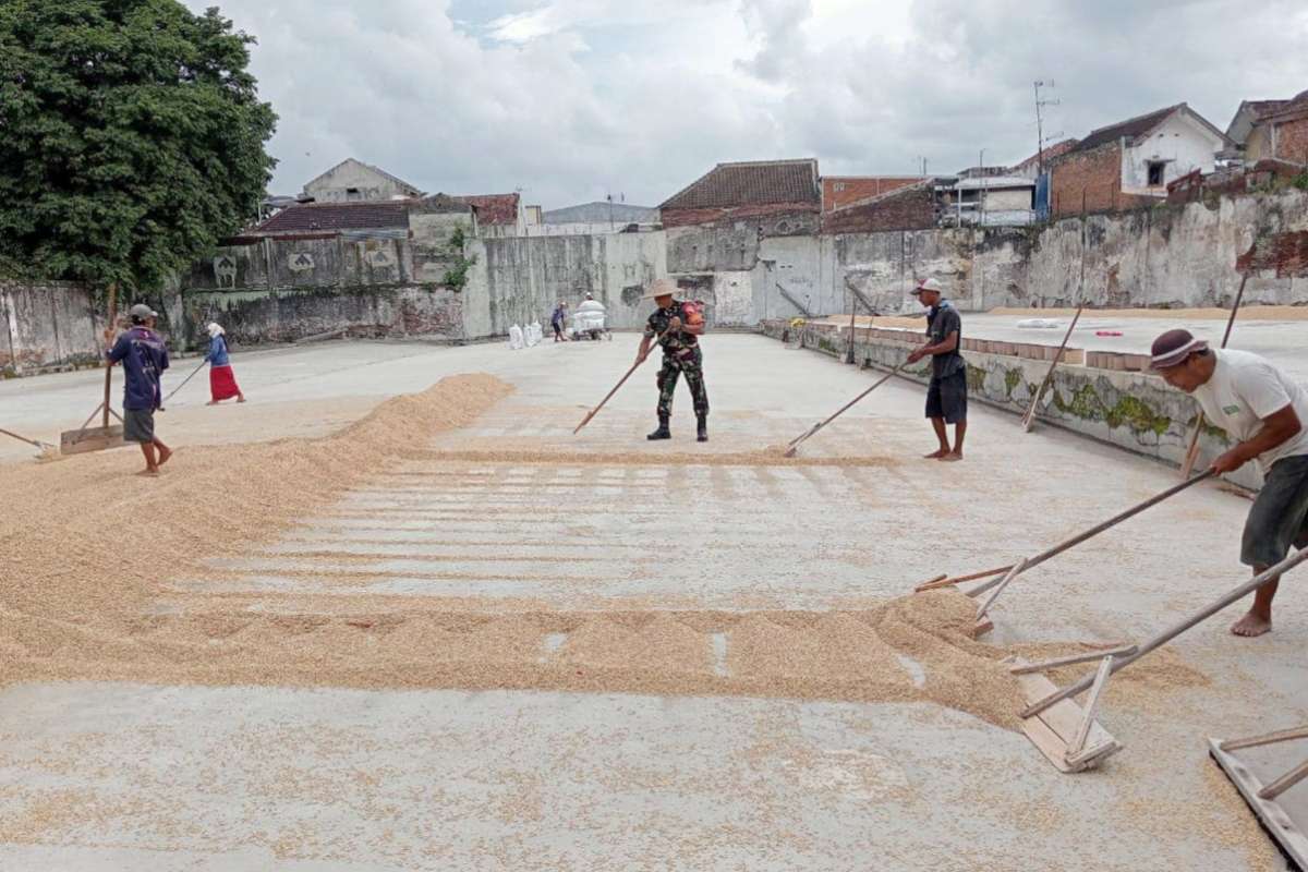 Babinsa Kedungkandang dampingi petani Buring pengeringan gabah hasil pertanian. (ist) - Babinsa Kedungkandang Dampingi Petani Buring Pengeringan Gabah Hasil Pertanian