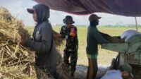 Babinsa Kedungkandang dampingi petani Rukun Jaya Bumiayu hasilkan gabah berkualitas. (ist) - Babinsa Kedungkandang Dampingi Petani Rukun Jaya Bumiayu Hasilkan Gabah Berkualitas