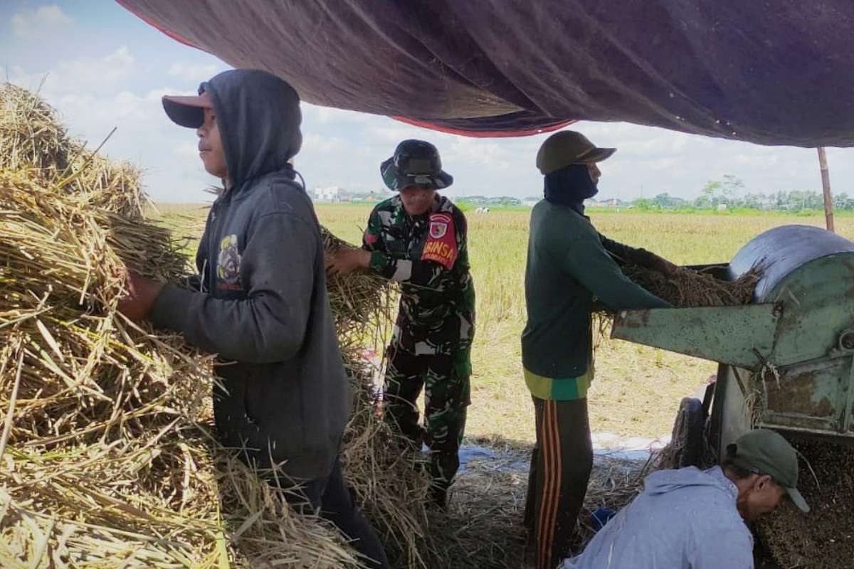 Babinsa Kedungkandang dampingi petani Rukun Jaya Bumiayu hasilkan gabah berkualitas. (ist) - Babinsa Kedungkandang Dampingi Petani Rukun Jaya Bumiayu Hasilkan Gabah Berkualitas