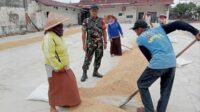 Babinsa Kotalama dampingi petani hasilkan gabah berkualitas wujud ketahanan pangan. (ist) - Babinsa Kotalama Dampingi Petani Hasilkan Gabah Berkualitas Wujud Ketahanan Pangan