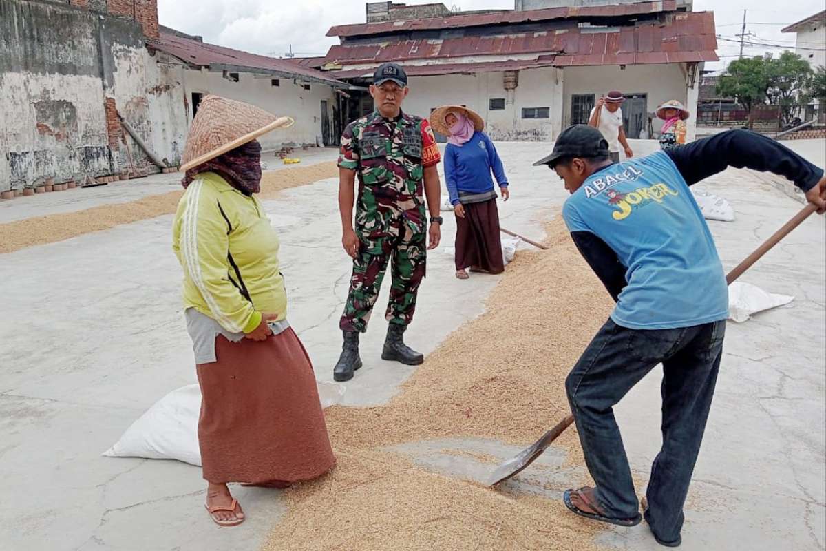 Babinsa Kotalama dampingi petani hasilkan gabah berkualitas wujud ketahanan pangan. (ist) - Babinsa Kotalama Dampingi Petani Hasilkan Gabah Berkualitas Wujud Ketahanan Pangan