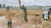 Babinsa Lowokwaru dampingi petani Jatimulyo panen gabah berkualitas. (ist) - Babinsa Lowokwaru Dampingi Petani Jatimulyo Panen Gabah Berkualitas