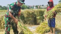 Babinsa Lowokwaru Dampingi Petani Tasikmadu Panen Gabah Berkualitas