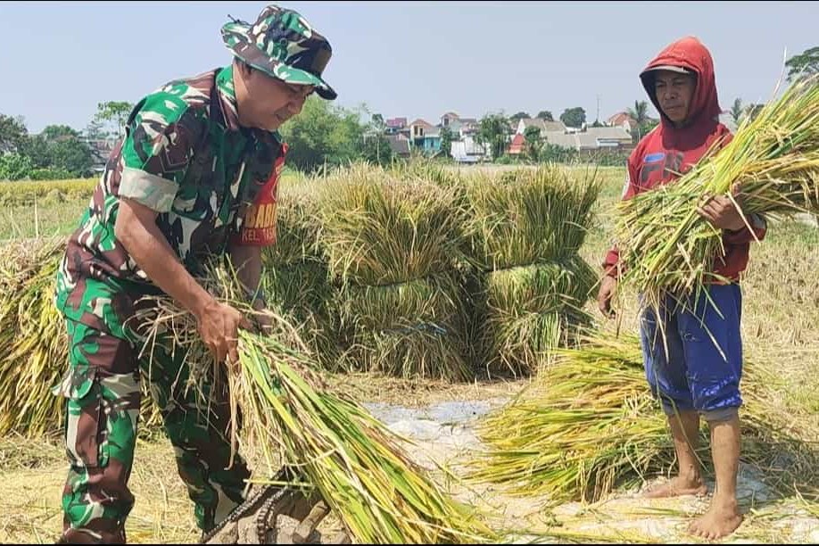 Babinsa Lowokwaru Dampingi Petani Tasikmadu Panen Gabah Berkualitas