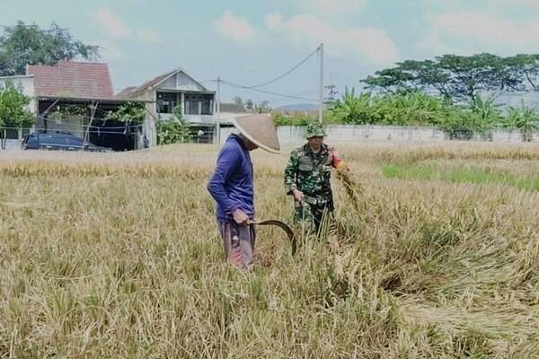 Babinsa Mulyorejo Dampingi Poktan Panen Penyerapan Gabah