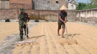 Babinsa Sawojajar Dampingi Pengeringan Dan Penggilingan Padi Hasil Panen