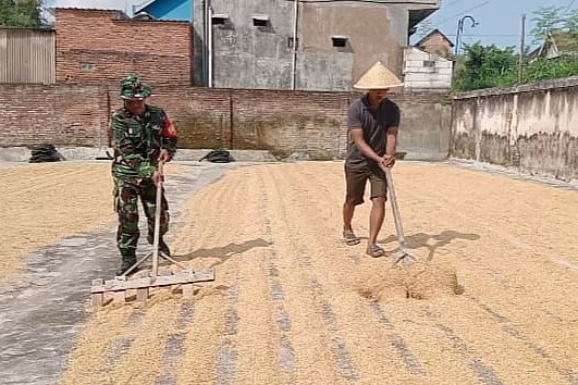 Babinsa Sawojajar Dampingi Pengeringan Dan Penggilingan Padi Hasil Panen