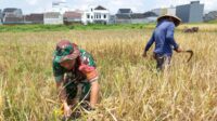 Babinsa Sukun kawal petani Bandungrejosari panen gabah berkualitas. (ist) - Babinsa Sukun Kawal Petani Bandungrejosari Panen Gabah Berkualitas