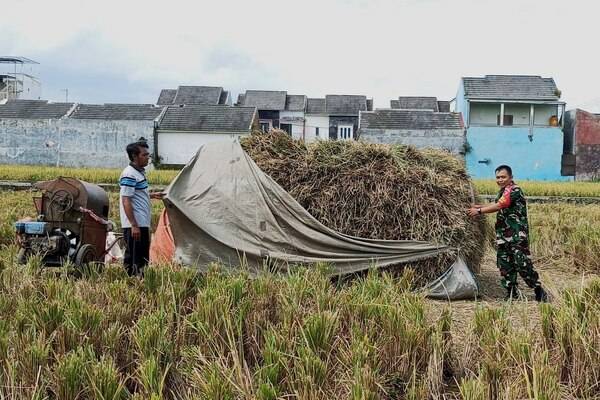 Babinsa Sukun Kawal Serapan Gabah Gapoktan Rukun Agawe Santoso