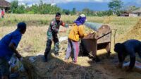 Babinsa Tunggulwulung jadi penggerak petani capai serapan gabah berkualitas tinggi. (ist) - Babinsa Tunggulwulung Jadi Penggerak Petani Capai Serapan Gabah Berkualitas Tinggi