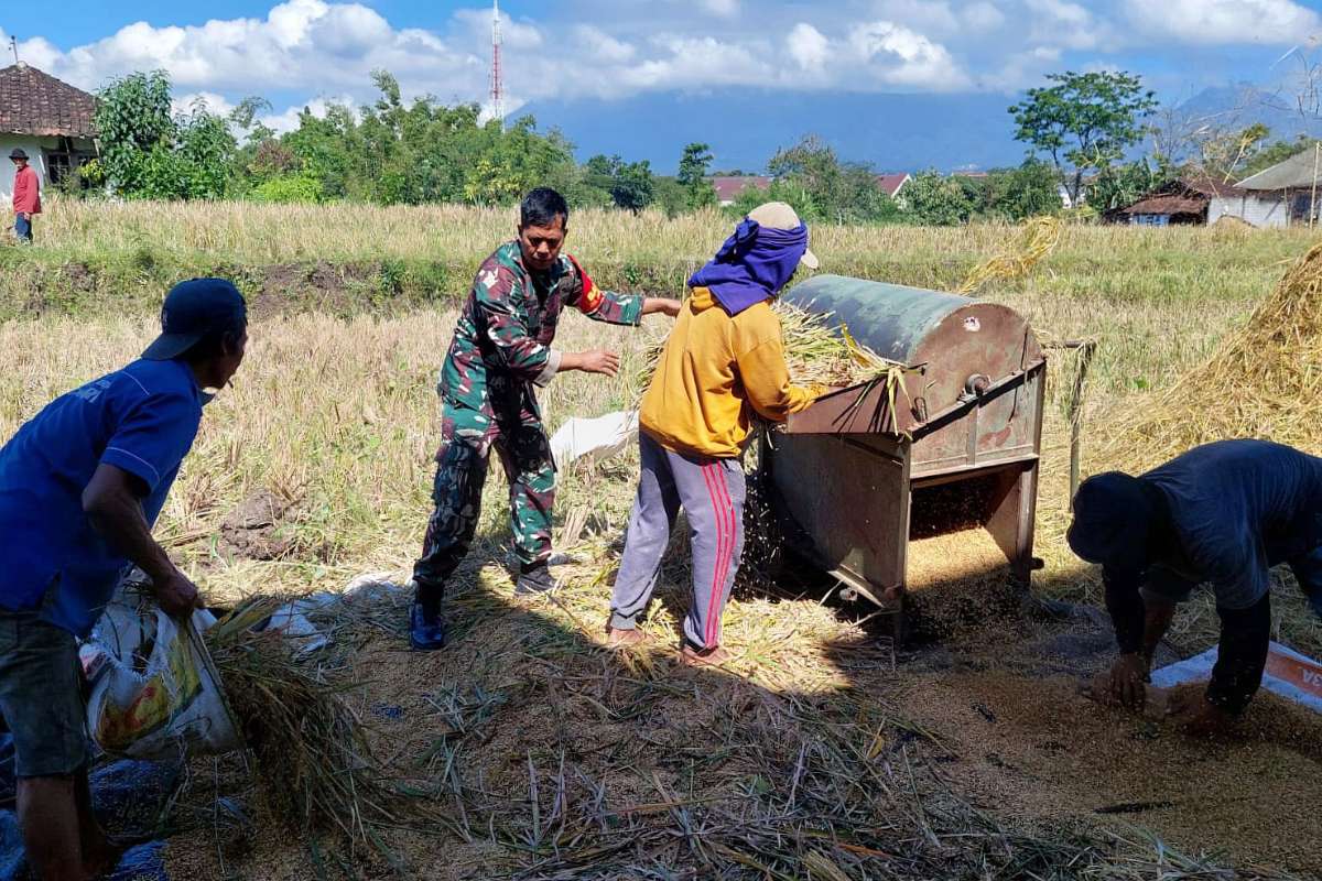 Babinsa Tunggulwulung jadi penggerak petani capai serapan gabah berkualitas tinggi. (ist) - Babinsa Tunggulwulung Jadi Penggerak Petani Capai Serapan Gabah Berkualitas Tinggi