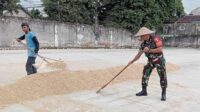 Babinsa Kedungkandang kawal serapan gabah petani Cemorokandang. (rhd) - Babinsa Kedungkandang Kawal Serapan Gabah Petani Cemorokandang