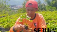 Petani Stroberi Batu Berharap Bantuan Green House Untuk Tingkatkan Produktivitas Buah