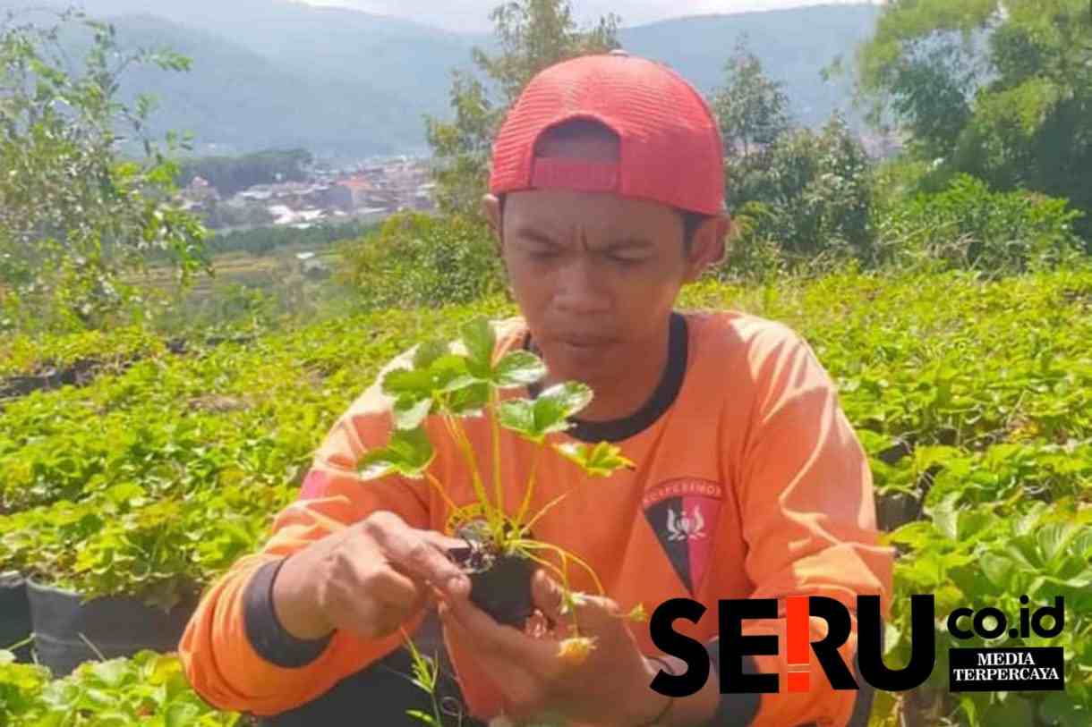 Petani Stroberi Batu Berharap Bantuan Green House Untuk Tingkatkan Produktivitas Buah