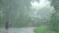 Pohon Tumbang di Gunung Geger Pagak, Akses Jalan Tertutup Total