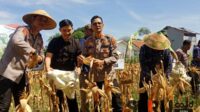 Panen Raya Jagung Tahap satu bersama Forkopimda Situbondo di UPT Pertanian di Desa Gelung, Kecamatan Panarukan, Kabupaten Situbondo, Kamis (24/4/2025). (Seru.co.id/aza) - Pemkab Situbondo Optimis Capai Target Tanam Jagung Luas 61.954 Hektar