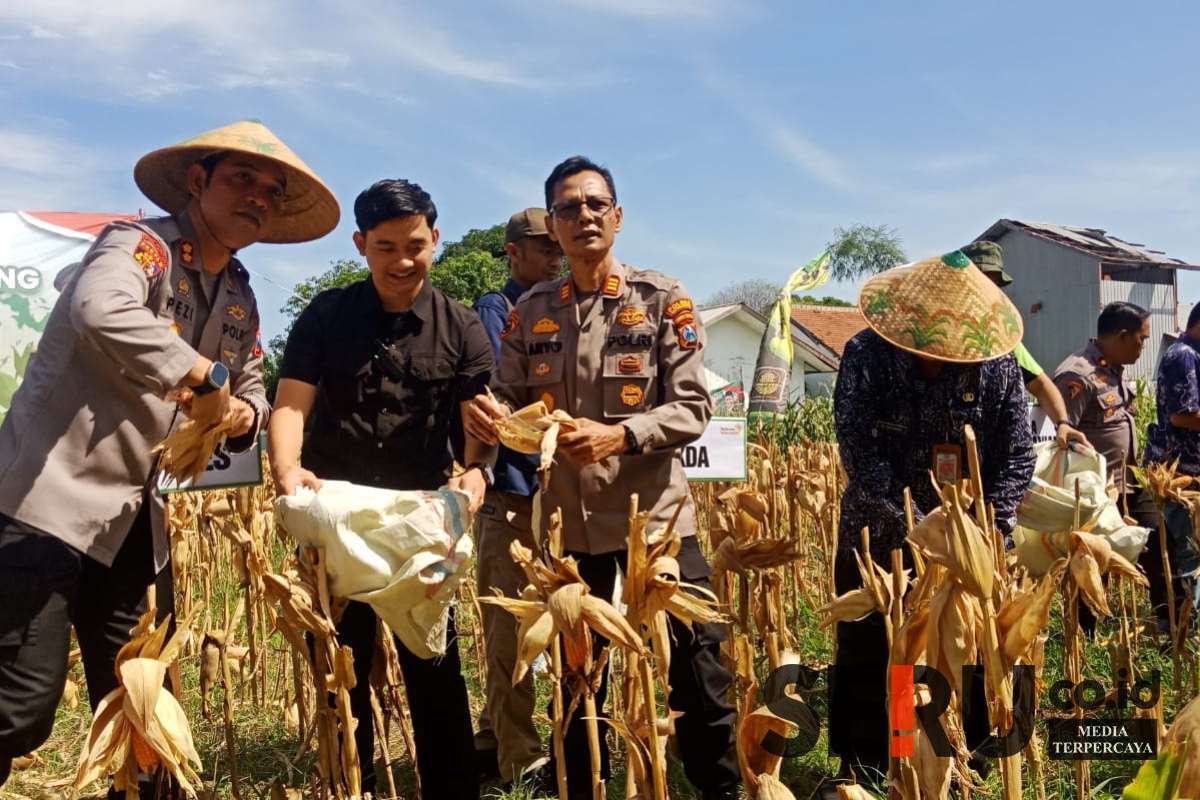 Panen Raya Jagung Tahap satu bersama Forkopimda Situbondo di UPT Pertanian di Desa Gelung, Kecamatan Panarukan, Kabupaten Situbondo, Kamis (24/4/2025). (Seru.co.id/aza) - Pemkab Situbondo Optimis Capai Target Tanam Jagung Luas 61.954 Hektar