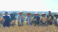 Pemkot Malang memanen padi dalam rangkaian panen raya serentak di 14 provinsi. (ist) - Panen Raya Serentak 14 Provinsi, Pemkot Malang Maksimalkan Potensi Panen Padi di Perkotaan