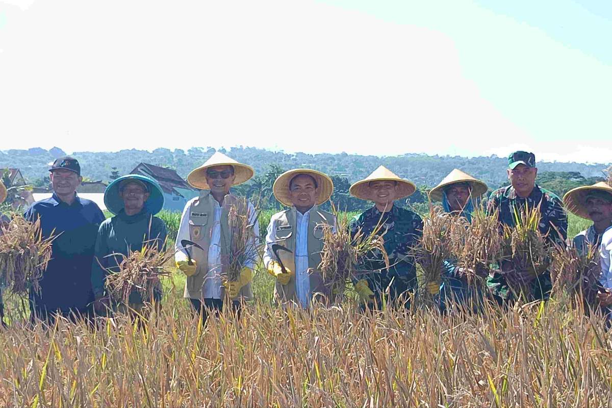 Pemkot Malang memanen padi dalam rangkaian panen raya serentak di 14 provinsi. (ist) - Panen Raya Serentak 14 Provinsi, Pemkot Malang Maksimalkan Potensi Panen Padi di Perkotaan