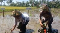 Tanam padi di kabupaten Situbondo serentak di 14 Provinsi bersama Presiden Indonesia RI Prabowo Subianto. (Seru.co.id/aza) - Daring Bersama Presiden Prabowo Subianto, Forkopimda Situbondo Tanam Padi Bersama