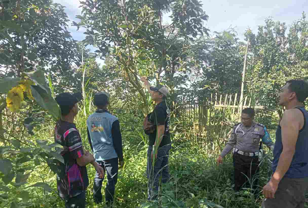 Kedapatan Mencuri Alpukat, Komplotan Pria Ini Diamankan Warga Karangploso