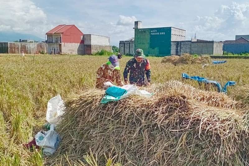 Babinsa Bakalankrajan Dampingi Poktan Mukti Penyerapan Gabah Hasil Panen