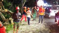 Babinsa Buring Sigap Bantu Evakuasi Pohon Tumbang Timpa Kendaraan R4