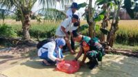 Babinsa Gadang Kawal Proses Panen Padi di Pengubinan Hasilkan Gabah Kering Terbaik