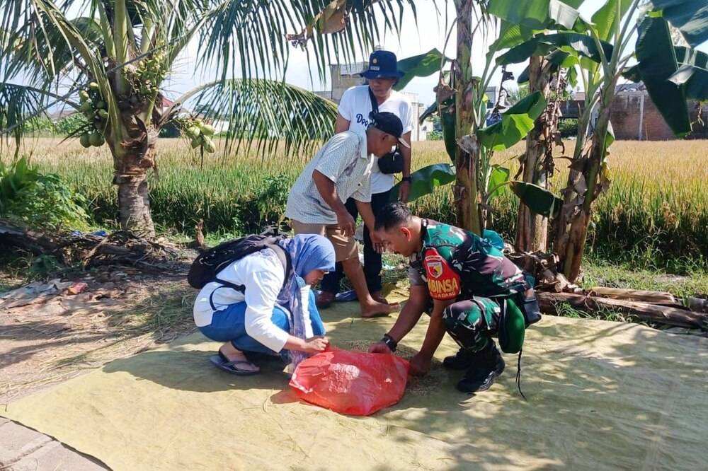 Babinsa Gadang Kawal Proses Panen Padi di Pengubinan Hasilkan Gabah Kering Terbaik