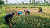 Babinsa Kedungkandang Bantu Petani Cemorokandang Panen Padi
